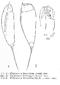 Myers, F J (1942): Proceedings of the Academy of Natural Sciences of Philadelphia 94 p.278, pl.24, figs.1,3, pl.25, fig.10